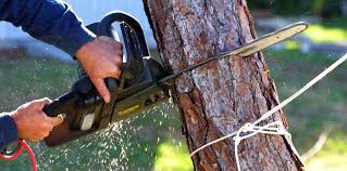 Best Tree Cabling and Bracing  in Stockton University, NJ