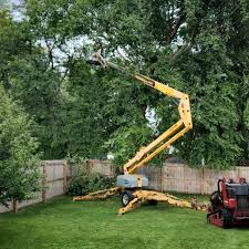 Best Root Management and Removal  in Stockton University, NJ