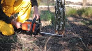 Best Tree Disease Treatment  in Stockton University, NJ