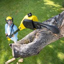 Best Tree Mulching  in Stockton University, NJ