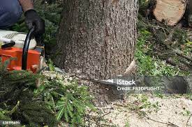Best Arborist Consultation Services  in Stockton University, NJ