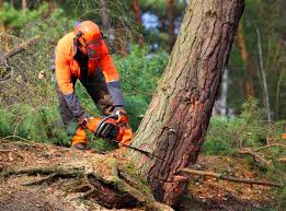 Best Hazardous Tree Removal  in Stockton University, NJ