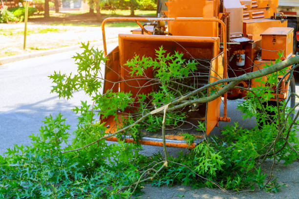 Best Lawn Drainage Solutions  in Stockton University, NJ
