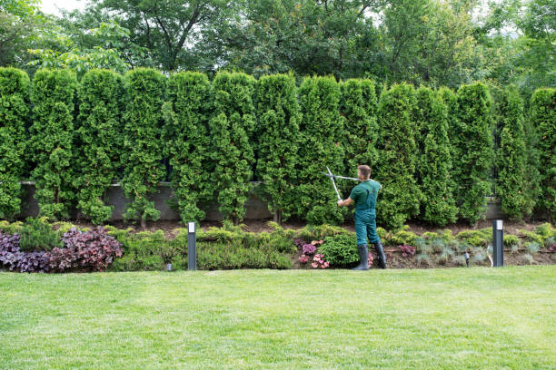 Best Fruit Tree Pruning  in Stockton University, NJ
