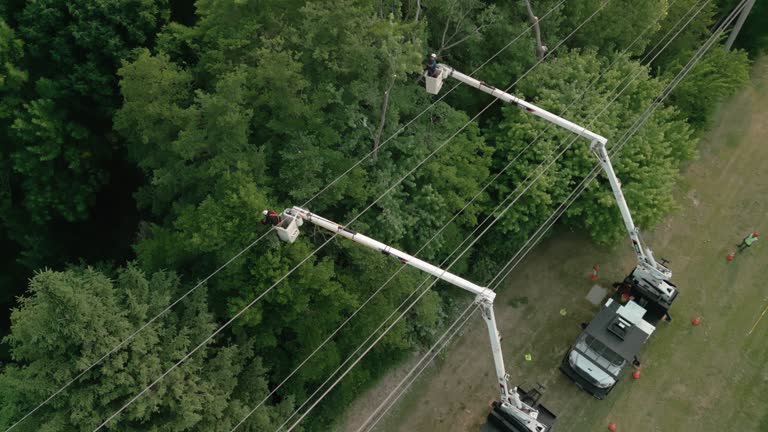 How Our Tree Care Process Works  in  Stockton University, NJ