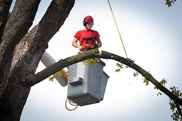 Best Tree Trimming and Pruning  in Stockton University, NJ