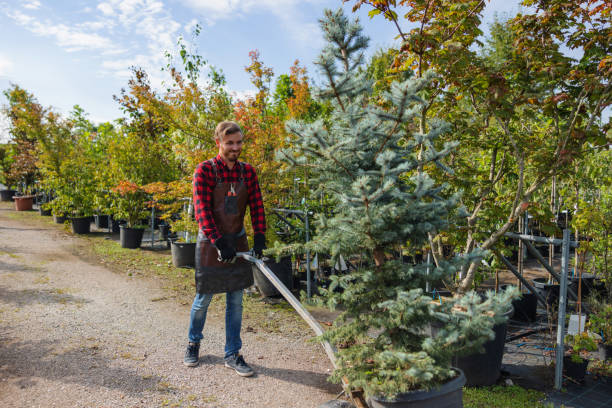 Reliable Stockton University, NJ Tree Services Solutions