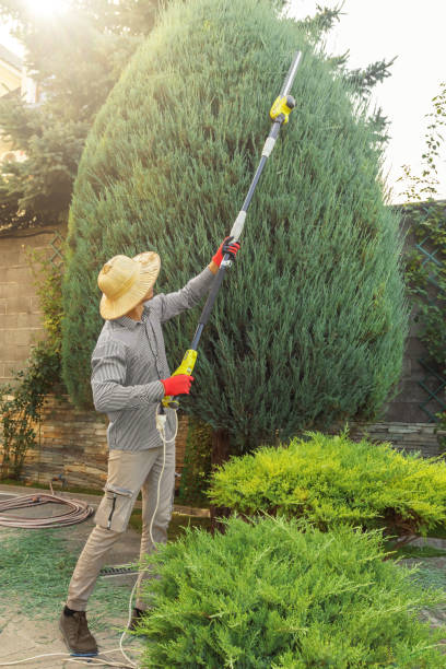 Best Lawn Renovation and Restoration  in Stockton University, NJ