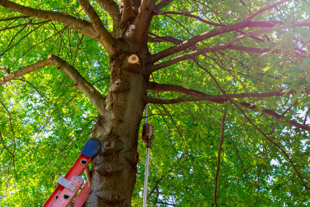Best Tree Health Inspection  in Stockton University, NJ